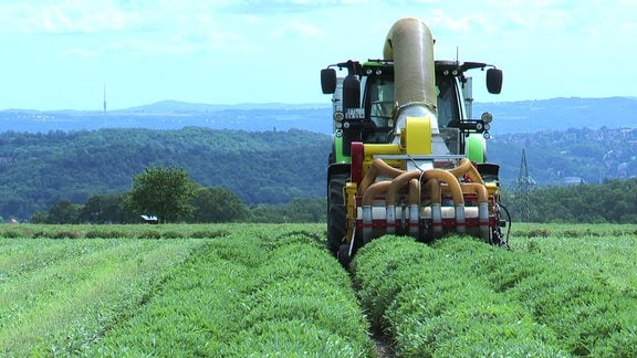 Traktor fährt durch Salbeifeld mit Ernteausatz