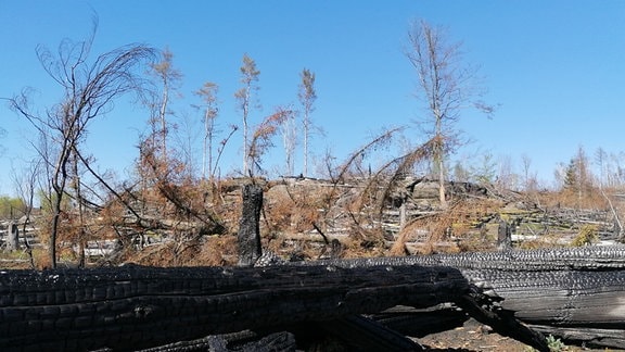 Waldbrandfläche im Nationalpark Sächsische Schweiz- ein Jahr danach