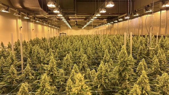 Ein großer Raum, in dem Cannabis-Pflanzen heranwachsen