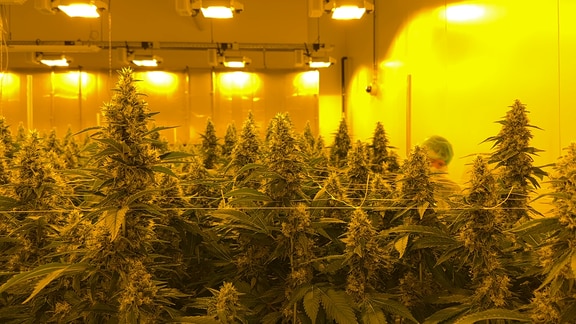 Zahlreiche Cannabis-Pflanzen wachsen in die Höhe. 
