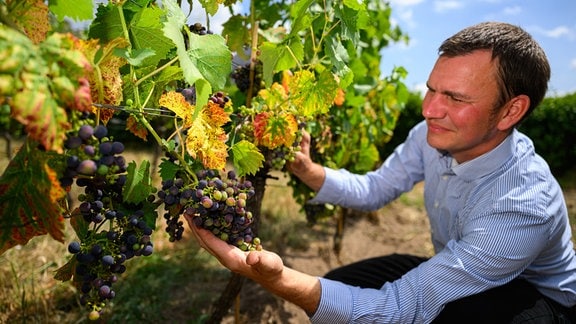Felix Hößelbarth, Kellermeister im Weingut Hoflößnitz in Radebeul und Vorsitzender des Weinbauverband Sachsen, begutachtet Trauben der Rotweinsorte Regent.