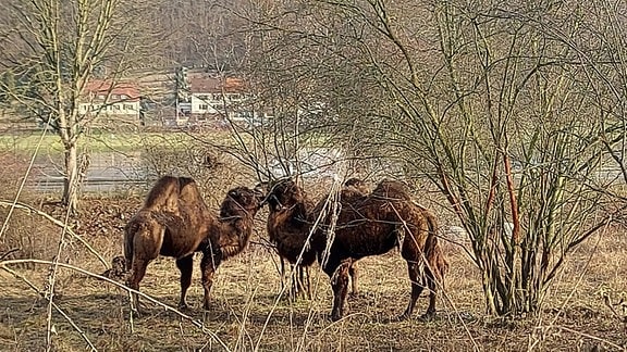 Auf einer Wiese unter alten knorrigen Obstbäumen stehen zwei Kamele. Sie gehören zum Circus Magic, der ein Notquartier in Meißen nahe der Elbe bezogen hat.