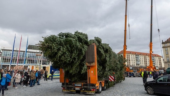 Die Striezelmarkt-Tanne wird auf den Altmarkt transportiert, wo die zwei Kräne schon warten.