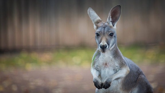 Ein Känguruh im Zoo Dresden 