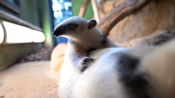 Ameisenbärbaby auf dem Rücken seiner Mutter.