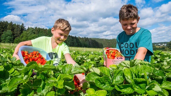 Zwei Kinder pflücken Erdbeeren.