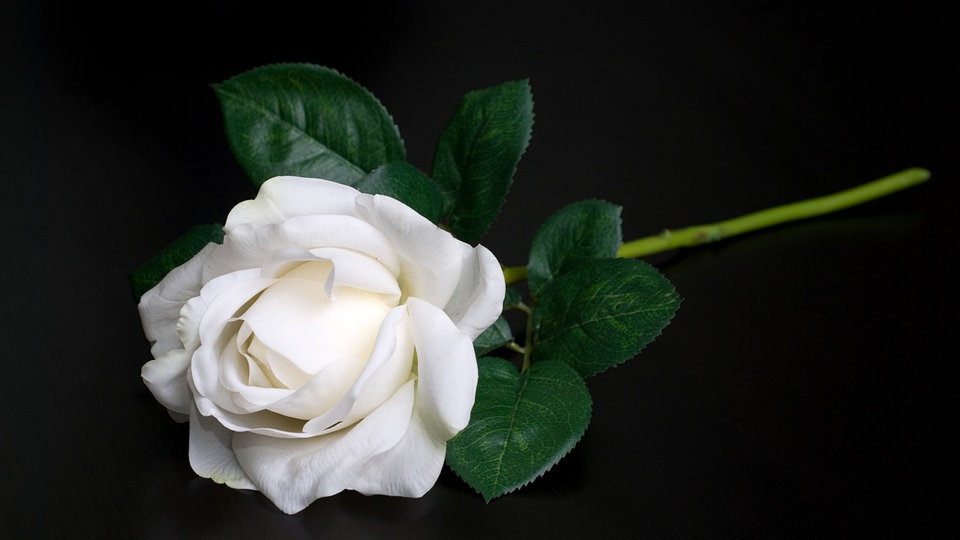 Abenteuer & Wissen Sophie Scholl Der Widerstand der Weißen Rose 