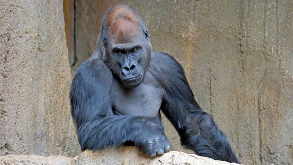 Westlicher Flachlandgorilla