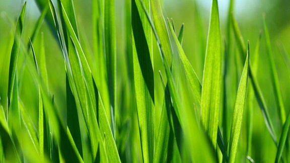 Gras im Sommer