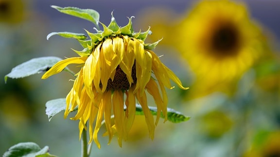 Eine Sonnenblume steht mit hängender Blüte auf einem Feld.