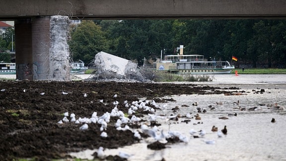 Erste Flächen des Elbufers an der teilweise eingestürzten Carolabrücke sind auf der Neustädter Seite vom Wasser der Elbe überflutet. 