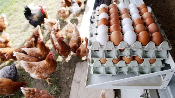 Paletten mit Eiern und Hühner
