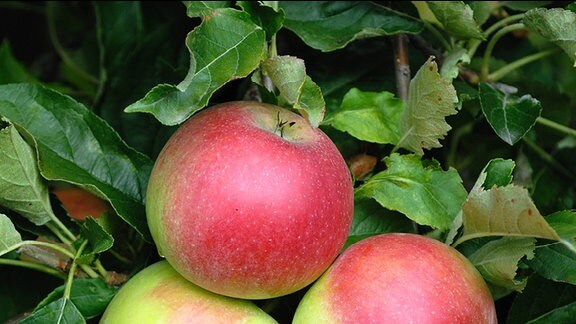 Äpfel der Sorte «Idared» am Baum.