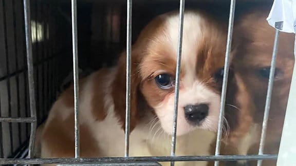 Ein Hundewelpe in einem Käfig