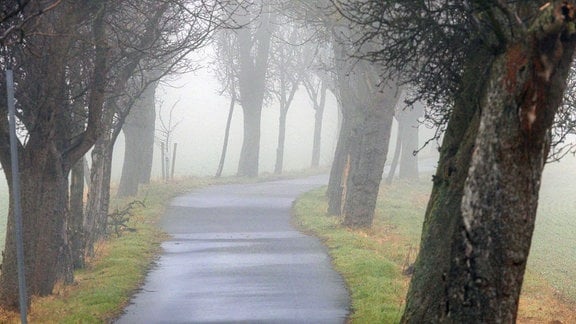 Nebliger Feldweg bei Rathewalde in der Sächsischen Schweiz.