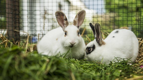 Zwei Kaninchen im Käfig auf einer Wiese