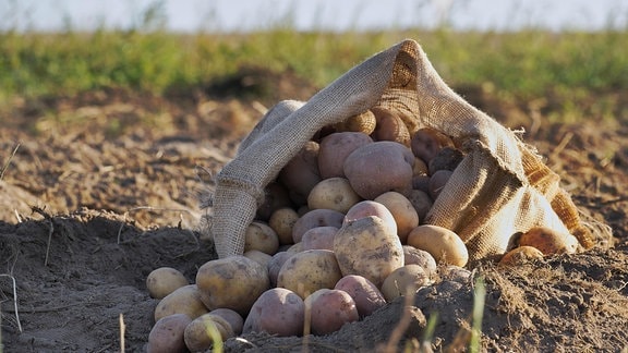 Ein Sack mit Kartoffeln liegt auf einem Feld