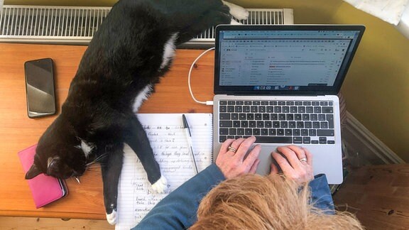 Eine Katze liegt auf dem Schreibtisch eines Arbeiters im Homeoffice.
