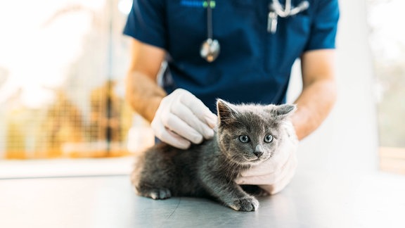 Eine Katze wird beim Tierarzt untersucht.