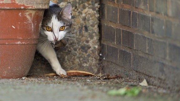 Eine Katze spielt am 26.05.2014 in Hannover (Niedersachsen) mit einer kurz zuvor gefangenen Maus.