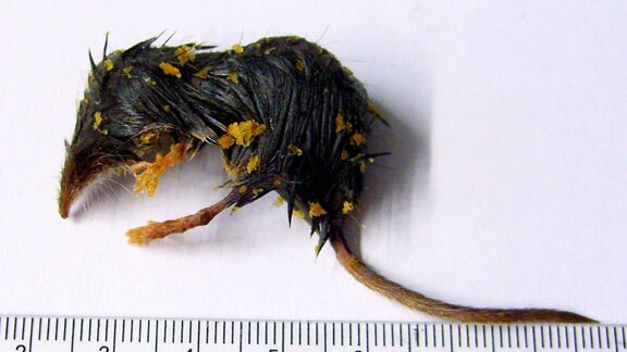 Eine tote Spitzmaus liegt neben einem Lineal, ihre haften Reste von Erdnussflips an.