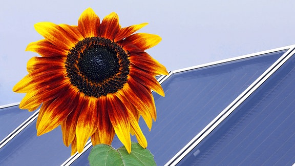 Eine Sonnenblume vor einer Photovoltaikanlage