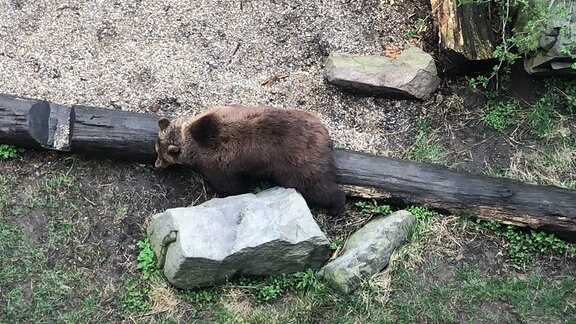 Ein Bär liegt auf einem Baumstamm 