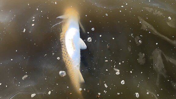 Ein toter Fisch treibt auf einem Teich. 