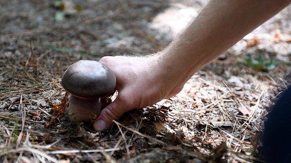 Ein Pilzesammler pflückt einen Steinpilz