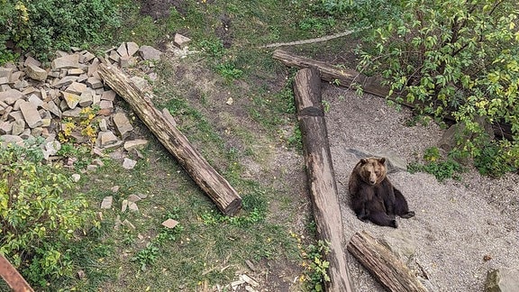 Zwei Bären in einem Bärengehege