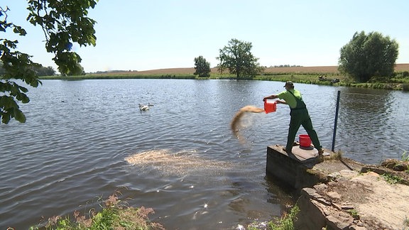 Mann schüttet Futter aus einem Eimer in den See.