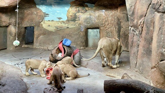 Halloween-Spektakel im Zoo Leipzig