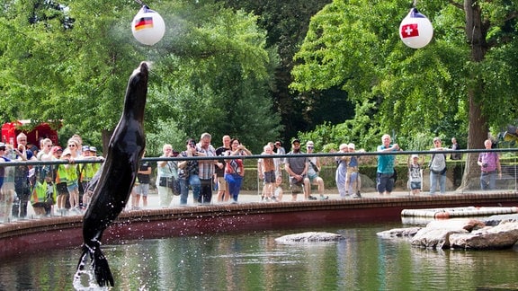 Aus dem Wasserbecken eines Zoos springt eine Seelöwin in die Luft und shcnappt mit der Nase nach einem Ball, der über der Wasserfläche angebracht wurde. 