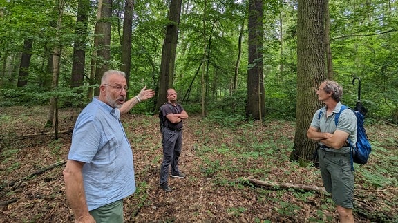Drei Männer stehen in einem Wald neben alten Bäumen. 