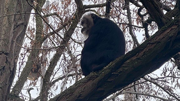 Ein Affe sitzt auf einem Baum.