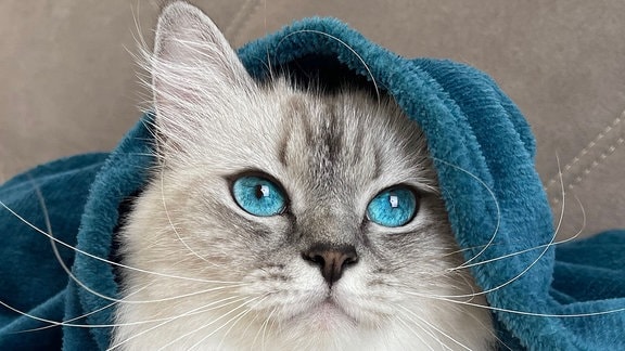 Eine Katze mit sehr blauen Augen.