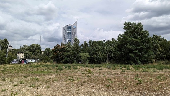 Eine freie Wiesenfläche auf einer Brachfläche in Leipzig