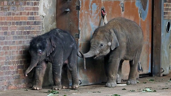 Elefantenkalb von Rani mit Halbschwester Bao Ngoc (hinten) auf der Innenanlage