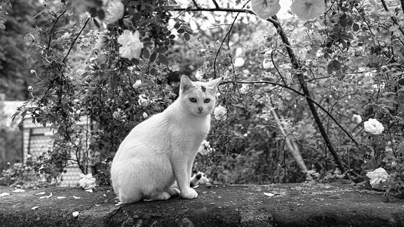 Eine überwiegend weiße Katze sitzt in einem Garten.