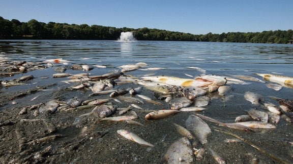 Verendete Fische am Ufer - Fischsterben aufgrund von Sauerstoffmangel im Auensee in Leipzig