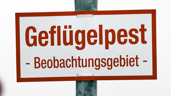 Ein Schild mit der Aufschrift "Geflügelpest - Beobachtungsgebiet -"