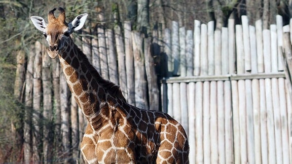 Eine junge Giraffe läuft in einem Zoogelände auf den Fotografen zu. Es sit der noch namenlose Jungbulle im Zoo Leipzig, der am 4.1.12024 auf die Welt kam.