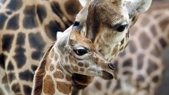 Giraffennachwuchs mit Mutter Tamika.