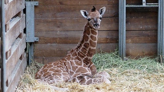 Ein Giraffenjungtier liegt in einem Stall. 