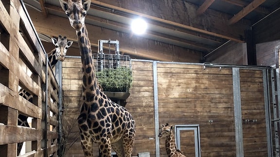 Drei Giraffen stehen in einem Stall.