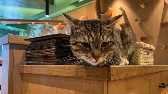 Eine Katze sitzt neben einem Stapel Speisekarten und guckt den Betrachter mit großen Katzenaugen genau an.