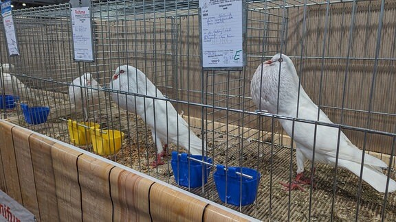 Weißen Tauben in Käfigen. 