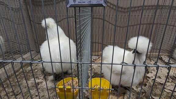 Weiße Hühner in einem Käfig. 