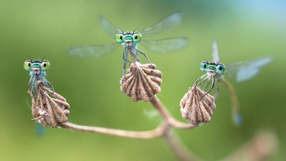 Kleinlibellen in der  Insekten-Ausstellung im Naturkundemuseum Leipzig