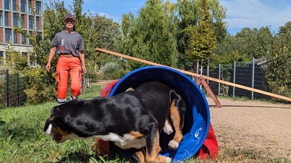 Ein Hund rennt durch einen Tunnel bei einem Hindernis-Parcours. 